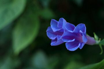 Morning glory flowers. Ipomoea indica .Family Convolvulaceae, Ocean blue morning glory
. Blue dawn flower. Purple flowers  ipomoea indica. Blue Morning Glory flower on black background