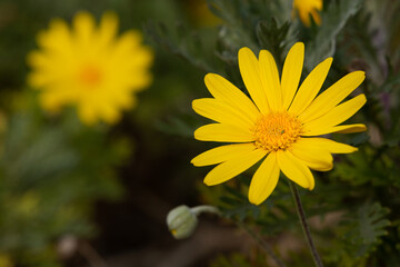 Close-up background photo of yellow Euryops pectinatus flower. It has insects and crystallized nectar on it. Selective focus on the yellow flower on the right.