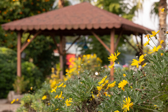 Background photo of yellow Euryops pectinatus daisies in selective focus in a garden. There is a wooden alcove in the blurred background.