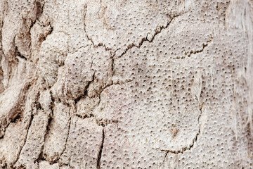 abstract coconut palm wood bark texture background