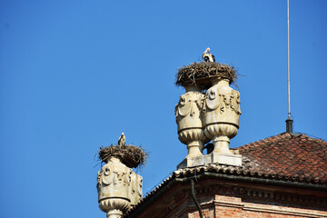 Fototapeta na wymiar stork on the church tower