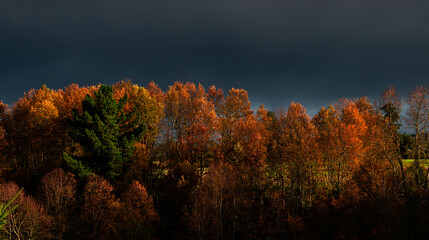 Otoño - Osorno, Chile