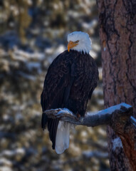 Bald Eagle in Eleven Mile Canyon