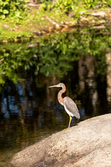 Perched red heron Egretta rufescens in a marsh