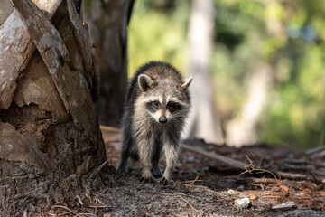 Curious young raccoon Procyon lotor hiding near a tree