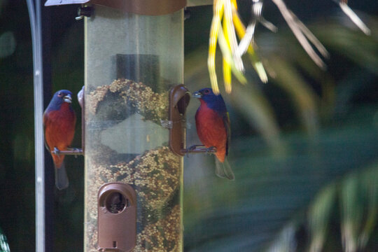 Colorful male painted bunting bird Passerina ciris on a feeder
