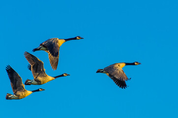 Obraz premium Four Canada geese, Branta canadensis, are lit by the setting sun as they fly thru a clear blue sky over a wetland near Culver, Indiana