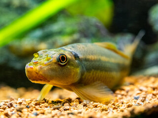Macro close up of a Chinese Algae Eater (Gyrinocheilus aymonieri) in fish tank with blurred...