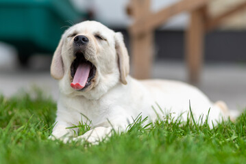 little labrador retriever puppy lies on the grass and yawns