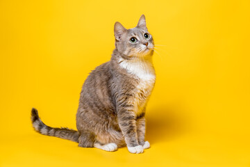 Charming cat looks interested with his head up. Isolated, on a yellow background.