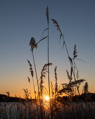 Backlit clump of reeds at an icy lake during sunset with a blue sky
