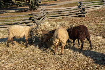 Three wooly sheep eating their morning hay.