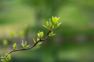 New leaf growth on a curved branch of a young tree in spring.