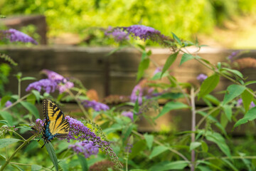 Yellow Swallowtail Butterfly in late summer on a Butterfly Bush