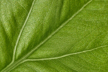 Fototapeta na wymiar super macro of a green leaf of a plant showing the leaf veins