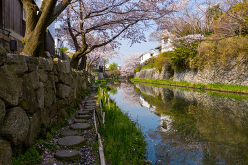 Sakura Petals Falling over Stone Moat Pathway in Omihachiman, Shiga, Japan