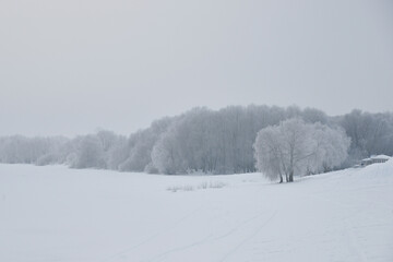 snow covered trees