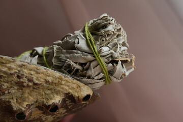 Close up of white sage