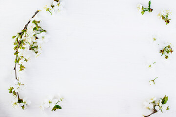 Obraz na płótnie Canvas Cherry blossoms on white background