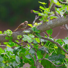 House Sparrow sitting on the branch of a tree in the morning