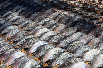 dried trichogaster fish