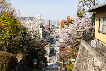 EOSR6.愛媛道後、階段上から町と桜。