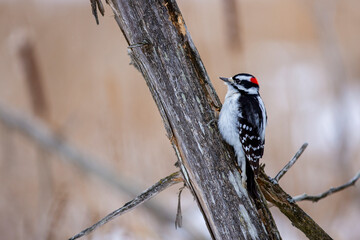Male downy woodpecker perched