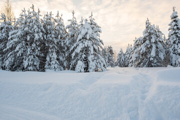 Wonderful winter landscape. Beautiful snowy forest against the sky on a winter evening. Snow-covered firs at sunset.