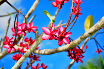 FLORES