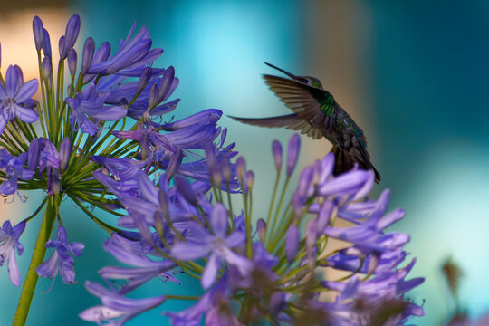African lily being visited by a hummingbird in a bluish scenario. Minas Gerais - C&eacute;u do Gamarra - Brazil