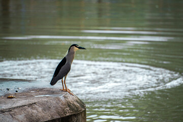 Herons standing by the stream