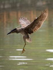 Heron birds flying to feed on the river