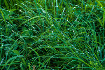 Tautropfen, Tropfen im Morgengrauen auf der Wiese