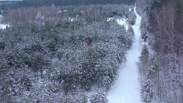Aerial view from drone on snow-covered winter pine forest. Pine branches covered with frost. High quality 4k footage