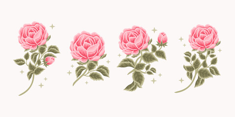 Collection of vintage romantic pink rose and peony flower for greeting cards, wedding invitation, decoration, craft, journal, feminine logo, beauty label, branding elements
