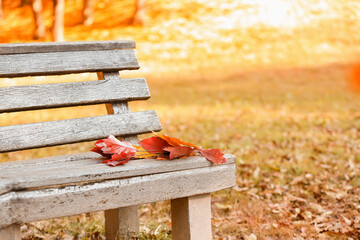 Wooden bench with autumn leaves in park on sunny day