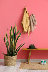 Houseplant and wooden bench near pink wall in hall