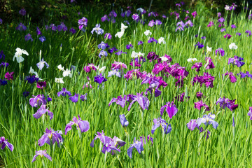 Kyoto, Japan - Iris ensata var. ensata at Umenomiya Shrine (Umenomiya taisha) in Kyoto, Japan.
