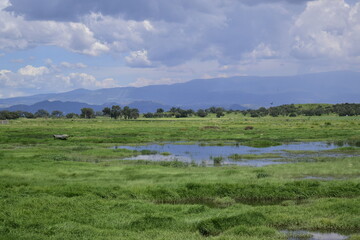 horizon with clouds, a blue sky and green vegetation, with some water ponds
