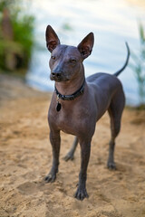 Xoloitzcuintle (Mexican Hairless Dog) with black collar  and medallion standing on  sand beach in front of blue lake background 
