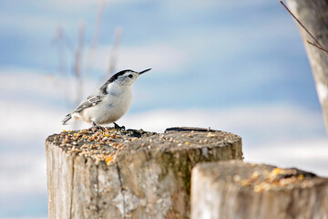 Nuthatch standing on a tree stump