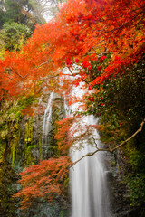 Minoo waterfall with Red maple trees