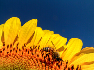 Bee in sunflower, in Brazil