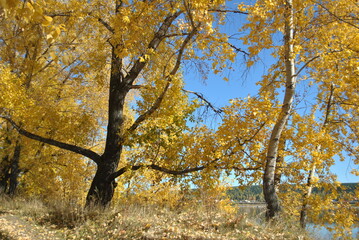 autumn tree in the park