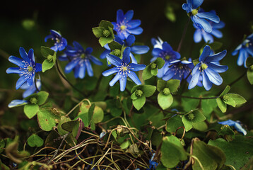 Liverleaf (Hepatica nobilis) is early-blooming perennial wildflower in shady woodland spring garden