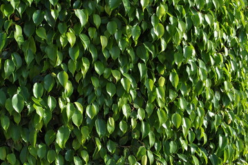 green leaves background