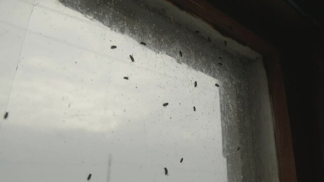Window in an old abandoned house. Flies.