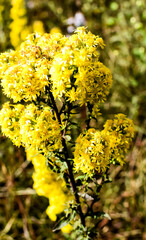 yellow flowering tree