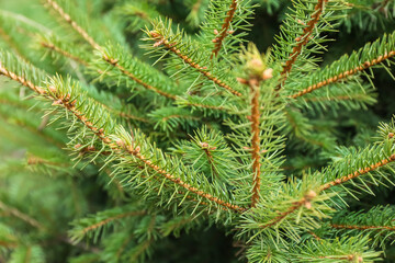 Green fir tree branches in botanical garden, closeup