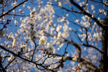 梅の花